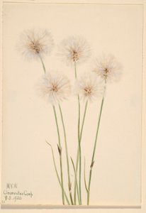 Vékony pamutfű (Eriophorum chamissonis) alkotó: Mary Vaux Walcott