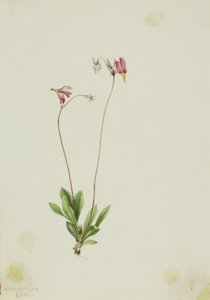Karcsú lövőcsillag (Dodecatheon pauciflorum) alkotó: Mary Vaux Walcott