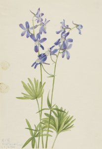 Karcsú pacsirta (Delphinium depauperatum) alkotó: Mary Vaux Walcott