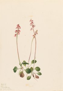 Kis Pyrola (Pyrola minor) alkotó: Mary Vaux Walcott