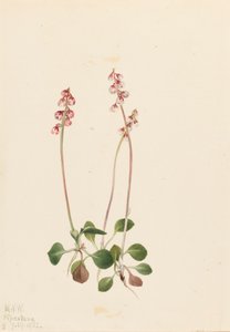 Kis Pyrola Pyrola minor, 1922. alkotó: Mary Vaux Walcott