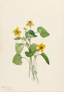 Sima sárga ibolya (Viola eriocarpa) alkotó: Mary Vaux Walcott