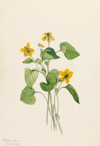 Sima sárga ibolya Viola eriocarpa, 1919. alkotó: Mary Vaux Walcott