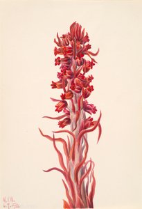 Hónövény Sarcodes sanguinea, 1930. alkotó: Mary Vaux Walcott