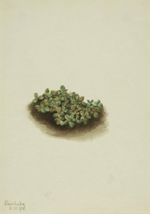 Hófűz (Salix nivalis) alkotó: Mary Vaux Walcott