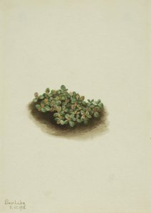 Hófűz Salix nivalis, 1918. alkotó: Mary Vaux Walcott