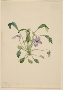 Déli madárláb ibolya (Viola digitata) alkotó: Mary Vaux Walcott