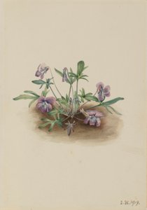 Déli parti ibolya (Viola septemloba) alkotó: Mary Vaux Walcott