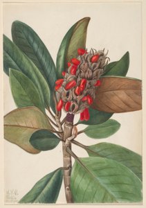 Déli Magnólia (Magnolia grandiflora) alkotó: Mary Vaux Walcott