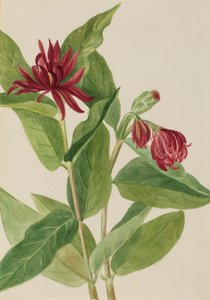 Fűszerbokor (Calycanthus occidentalis) alkotó: Mary Vaux Walcott