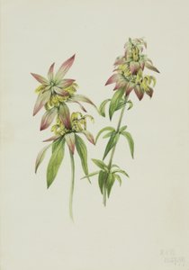 Foltos méhfű (Monarda punctata) alkotó: Mary Vaux Walcott