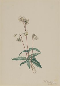 Foltos csiperke (Chimaphila maculata) alkotó: Mary Vaux Walcott