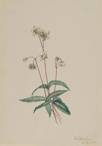 Foltos Pipsissewa Chimaphila maculata, 1918. alkotó: Mary Vaux Walcott