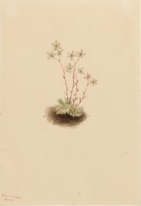 Foltos szikfokvirág (Saxifraga bronchialis) alkotó: Mary Vaux Walcott