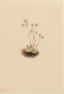 Foltos saxifrage Saxifraga bronchialis, 1903. alkotó: Mary Vaux Walcott