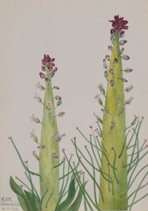 Squaw-Cabbage Caulanthus inflatus, 1935 alkotó: Mary Vaux Walcott