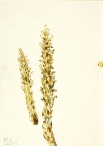 Squawroot Conopholis americana, 1919. alkotó: Mary Vaux Walcott