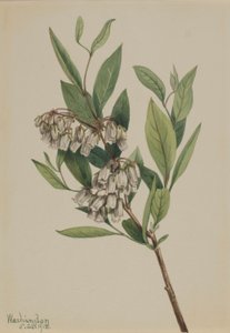 Tántorgó bokor (Pieris mariana) alkotó: Mary Vaux Walcott
