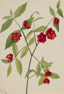 Eperbokor-szívek szeretettel Euonymus Americanus, 1930. alkotó: Mary Vaux Walcott