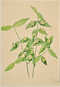 Eper bokor (Euonymus americanus) alkotó: Mary Vaux Walcott