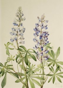 Naptárcsa Lupinus Lupinus perennis, 1919 alkotó: Mary Vaux Walcott