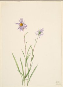 Mocsári csillag (Aster paludosus) alkotó: Mary Vaux Walcott