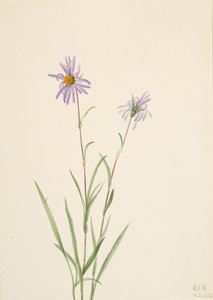 Mocsári őszirózsa Aster paludosus, 1922. alkotó: Mary Vaux Walcott