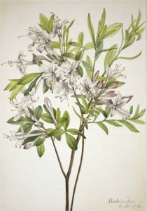 Mocsári azálea (Azalea viscosa) alkotó: Mary Vaux Walcott