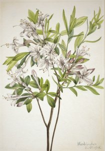 Mocsári Azalea Azalea viscosa, 1918. alkotó: Mary Vaux Walcott