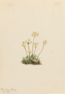 Édes Androsace Androsace carinata, 1916. alkotó: Mary Vaux Walcott