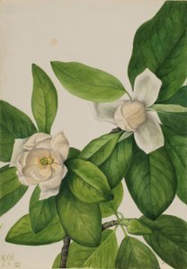 Édeskömény (Magnolia virginiana) alkotó: Mary Vaux Walcott