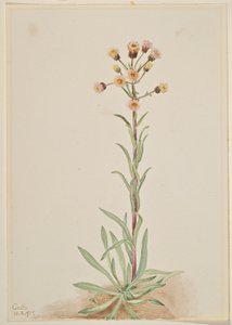 Magas bolhaparéj (Erigeron acris) alkotó: Mary Vaux Walcott