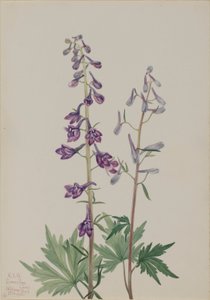 Magas pacsirta (Delphinium elongatum) alkotó: Mary Vaux Walcott