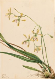 Tampa Epidendrum (Epidendrum tampense) alkotó: Mary Vaux Walcott