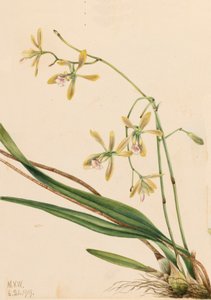 Tampa Epidendrum Epidendrum tampense, 1919. alkotó: Mary Vaux Walcott