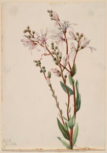 Tarflower (Befaria racemosa) alkotó: Mary Vaux Walcott