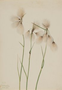 Tollas pamutfű (Eriophorum angustifolium)
