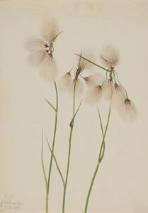 Bojtos gyapotfű Eriophorum angustifolium, 1920. alkotó: Mary Vaux Walcott