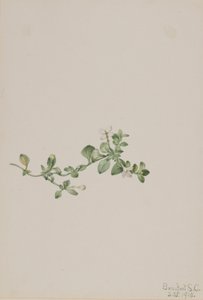 Houstonia procumbens (Houstonia procumbens) alkotó: Mary Vaux Walcott