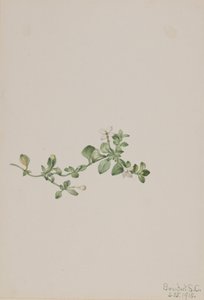 Utána Houstonia Houstonia procumbens, 1918. alkotó: Mary Vaux Walcott