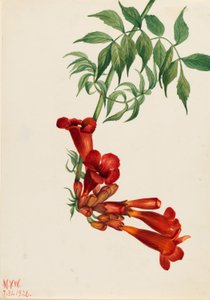 Trombita kúszó (Bignonia radicans) alkotó: Mary Vaux Walcott