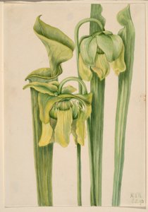 Trombitalevél (Sarracenia flava) alkotó: Mary Vaux Walcott