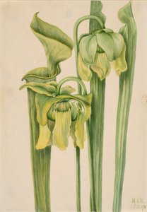 Trombitalevelű Sarracenia flava, 1920. alkotó: Mary Vaux Walcott