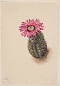 Pulykafejű kaktusz (Echinocerus perbellus) alkotó: Mary Vaux Walcott
