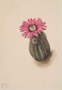 Pulykafej kaktusz Echinocereus perbellus, 1930. alkotó: Mary Vaux Walcott