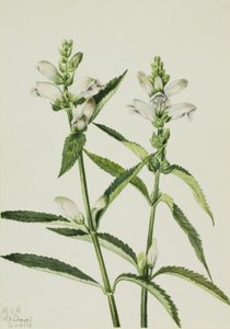 Teknősbéka (Chelone glabra) alkotó: Mary Vaux Walcott