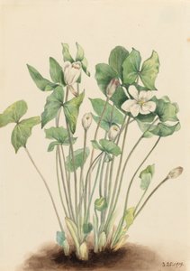 Ikerlevelű Jeffersonia diphylla, 1919. alkotó: Mary Vaux Walcott