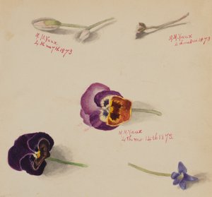 Cím nélkül – Virágtanulmány, 1873. alkotó: Mary Vaux Walcott