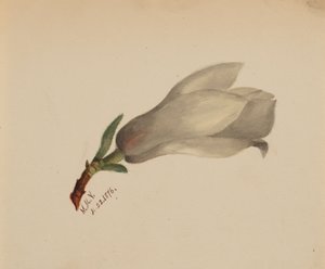 Cím nélkül – Virágtanulmány, 1876. alkotó: Mary Vaux Walcott