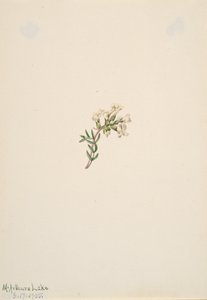 Cím nélkül – Virágtanulmány, 1905. alkotó: Mary Vaux Walcott